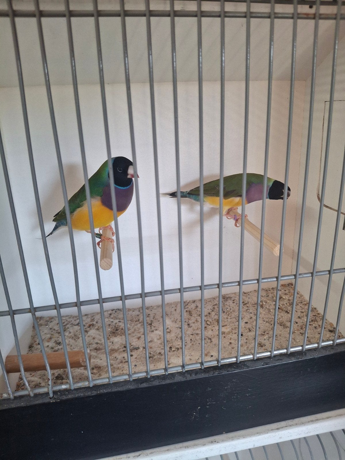 Koppel natuurbroed gouldamadines, Dieren en Toebehoren, Vogels | Overige Vogels, Meerdere dieren, Tropenvogel, Geringd