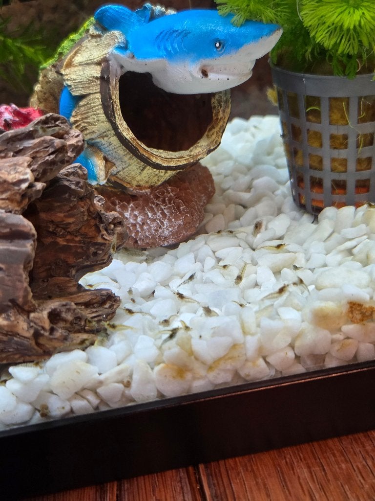 Garnalen, Dieren en Toebehoren, Vissen | Aquariumvissen, Kreeft, Krab of Garnaal, Zoetwatervis