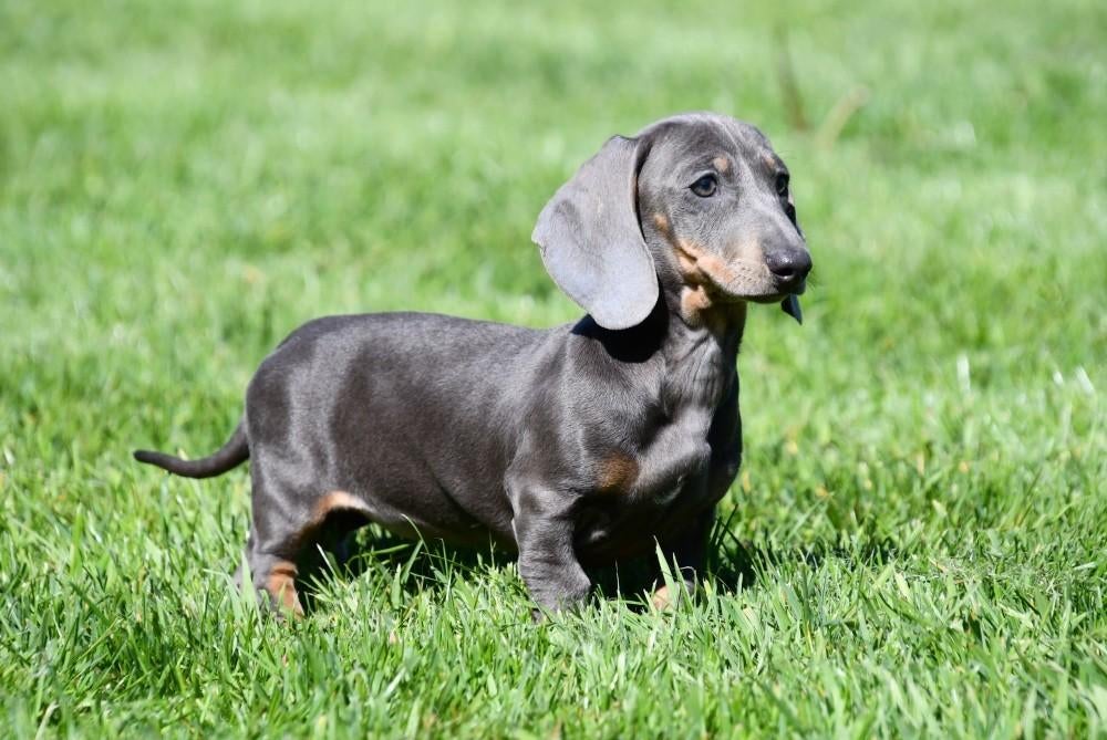 Kortharige Teckel pups te koop, 15 weken tot 1 jaar, Dwerg, Parvo, Meerdere