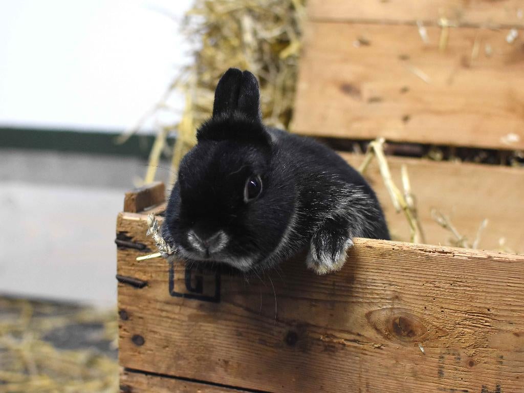 Zilvervos konijn | Kleine, lieve konijnen | Deskundig advies, Dieren en Toebehoren, Konijnen, Meerdere dieren, Klein, 0 tot 2 jaar