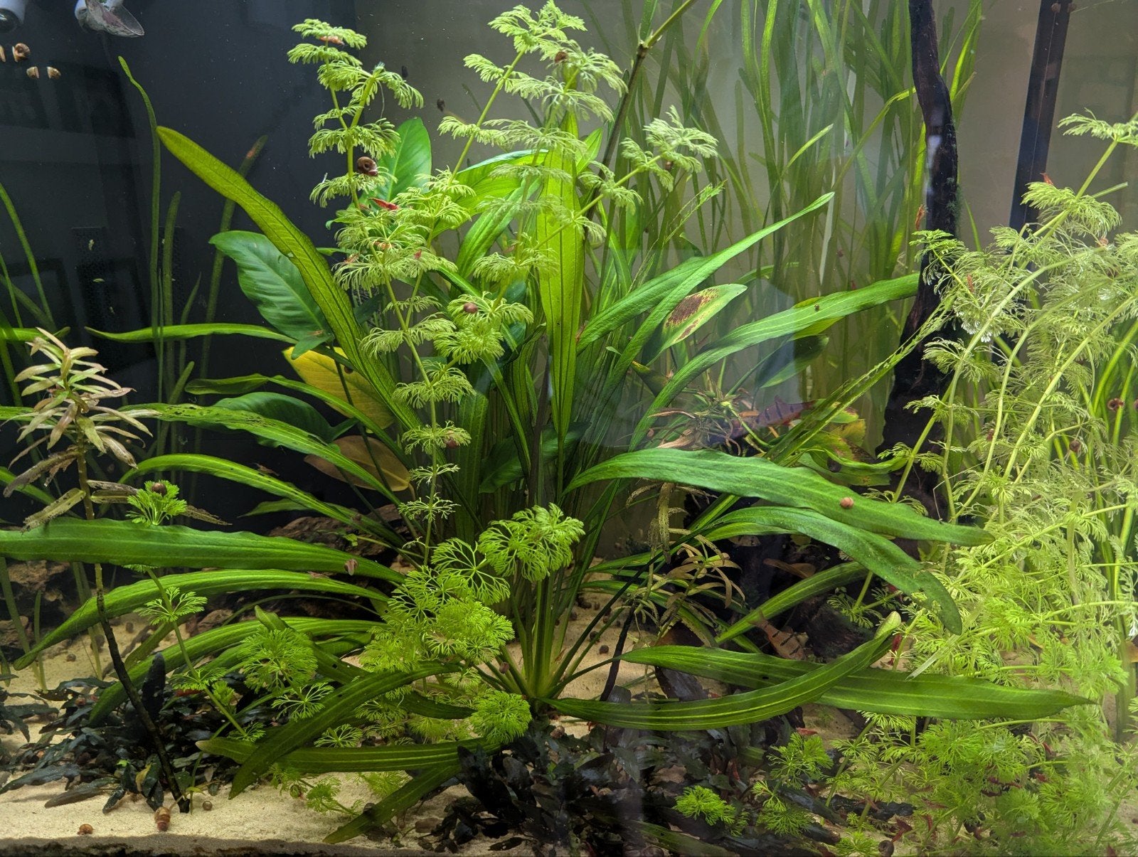Vuurgarnalen, Dieren en Toebehoren, Vissen | Aquariumvissen, Kreeft, Krab of Garnaal