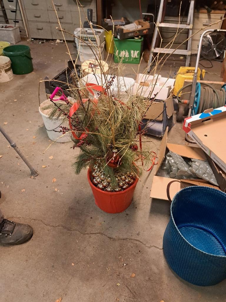 Decoratie plant, Tuin en Terras, Ophalen, Vaste plant, Overige soorten, Halfschaduw