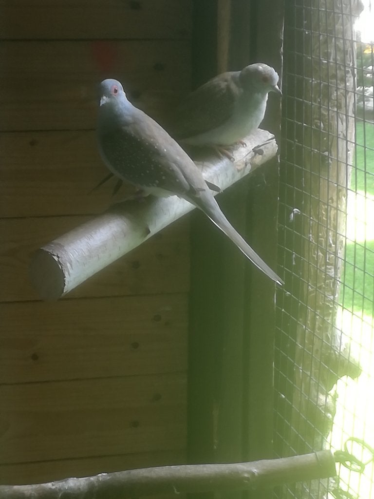 Koppel diamantduifjes, Dieren en Toebehoren, Vogels | Duiven, Meerdere dieren, Overige soorten