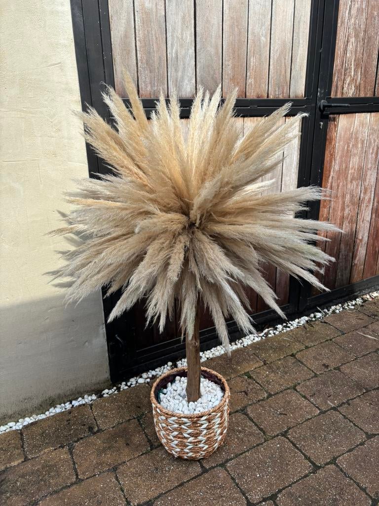 Pampa’s pluimen boom, Ophalen of Verzenden, Zo goed als nieuw