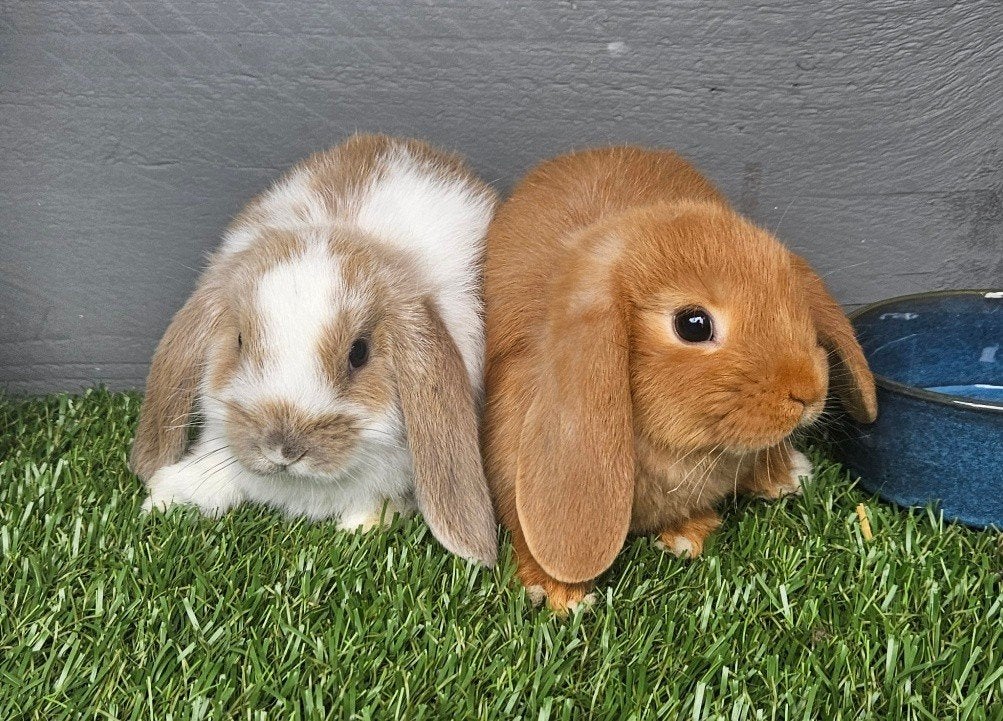 **Koppel raszuivere Nederlandse dwerg hangoorkonijntjes **, Dieren en Toebehoren, Konijnen, Meerdere dieren, Dwerg, Hangoor, 0 tot 2 jaar