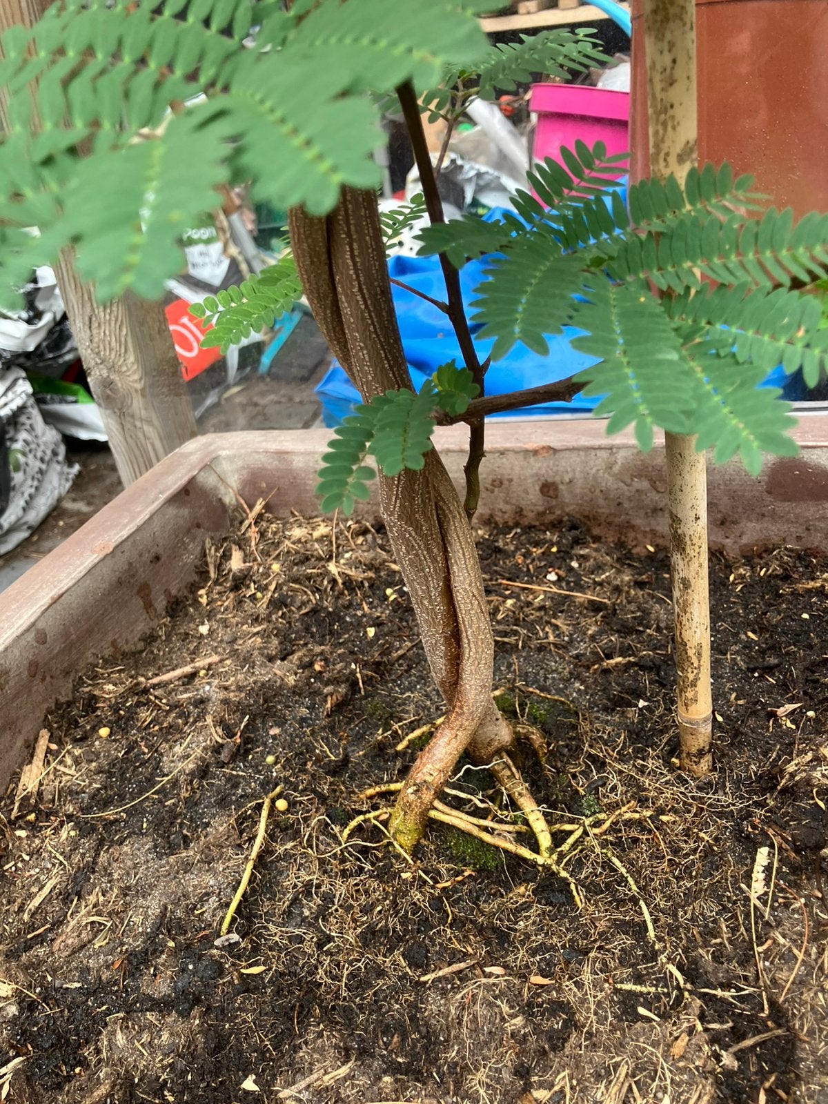 Albizia lophanta slaapboom uniek, Tuin en Terras, Planten | Bomen, Ophalen, Volle zon, Overige soorten, 100 tot 250 cm