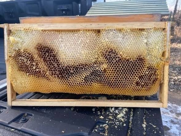 Bijen langstroth gezocht, Dieren en Toebehoren, Insecten en Spinnen