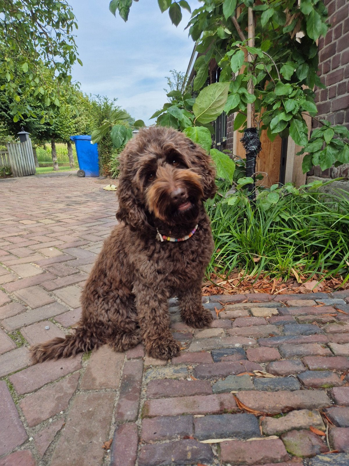 Nestaankondiging pups Cockapoo X Australian Labradoodle, Dieren en Toebehoren, Honden | Retrievers, Spaniëls en Waterhonden, Overige rassen