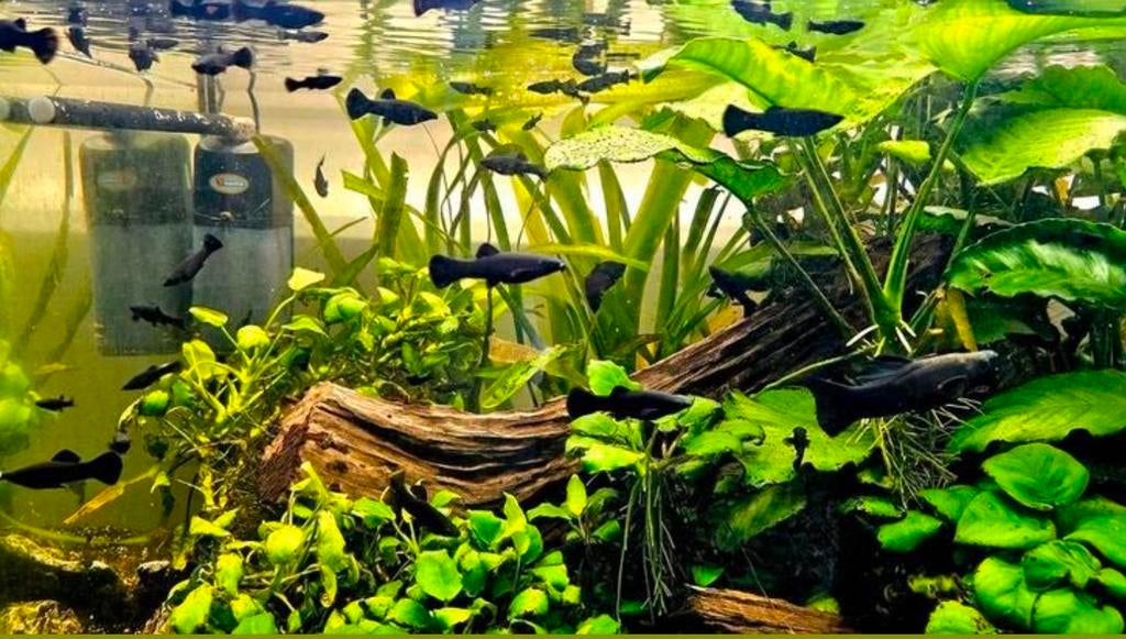 Blackmolly, Dieren en Toebehoren, Vissen | Aquariumvissen