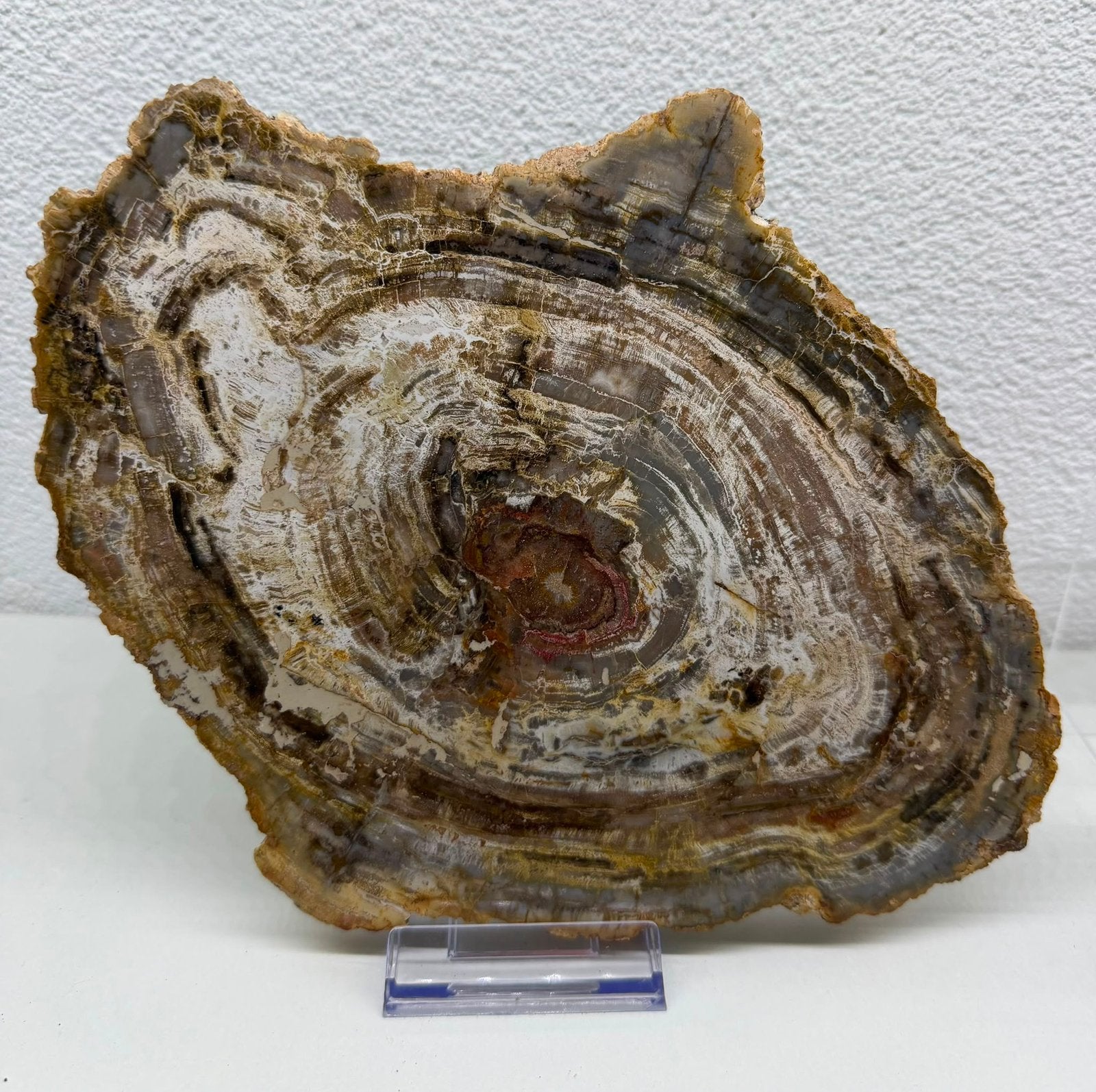 Versteend hout, Ophalen of Verzenden