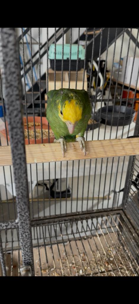 Dubbel geelkop amazone 2025, Dieren en Toebehoren, Vogels | Parkieten en Papegaaien, Vrouwelijk, Papegaai, Tam