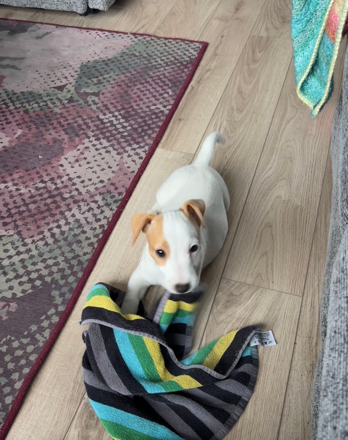 jack russel pups, 8 tot 15 weken, Parvo, Meerdere, Meerdere dieren