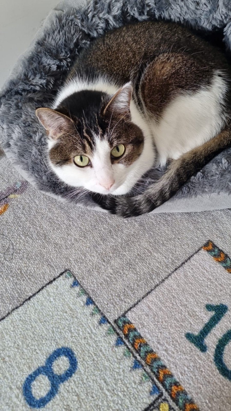 Balou zoek huisje, Kater