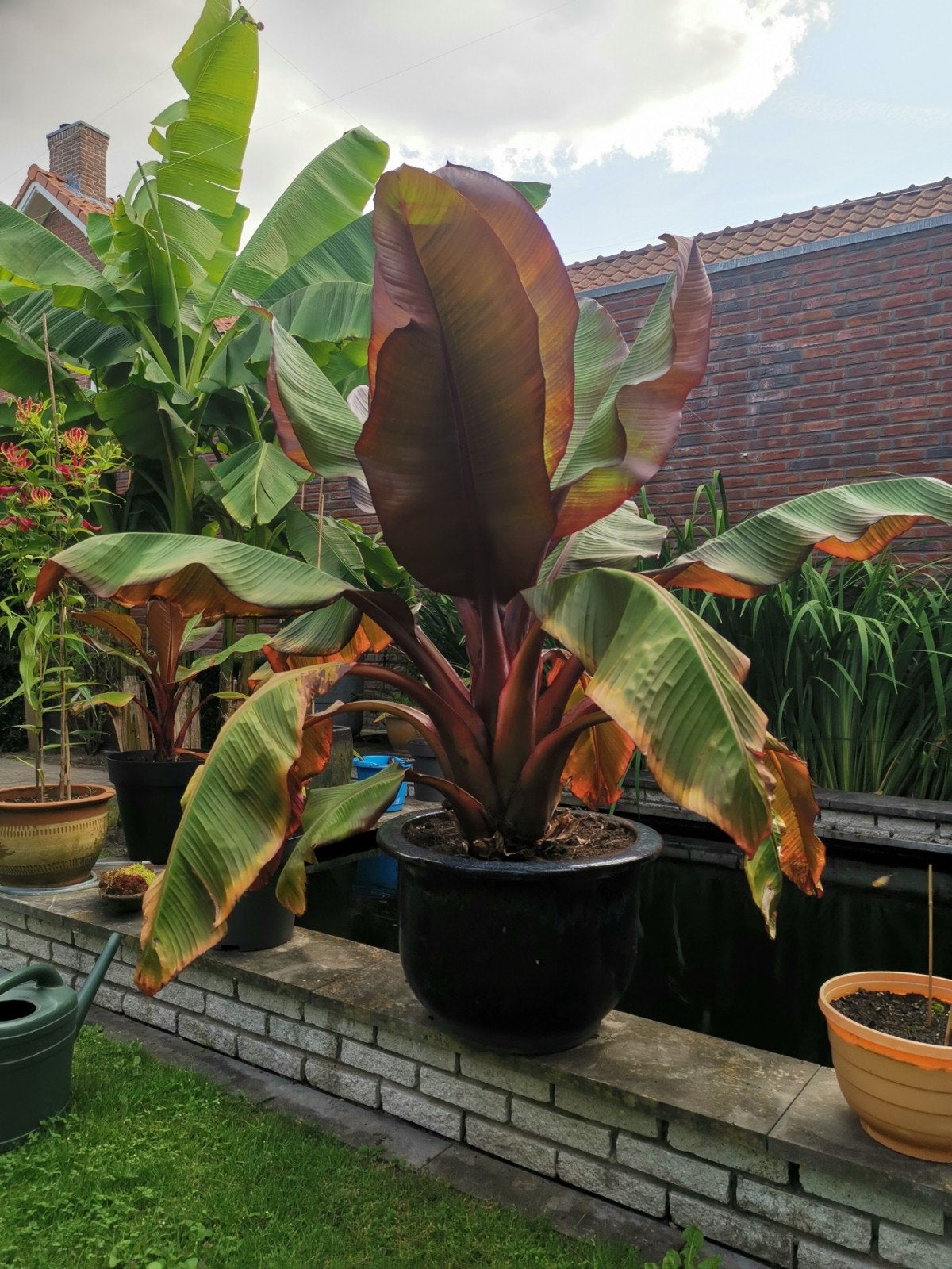 Rode banaan. Ensete vertricosum maureij, Ophalen, Overige soorten, Volle zon
