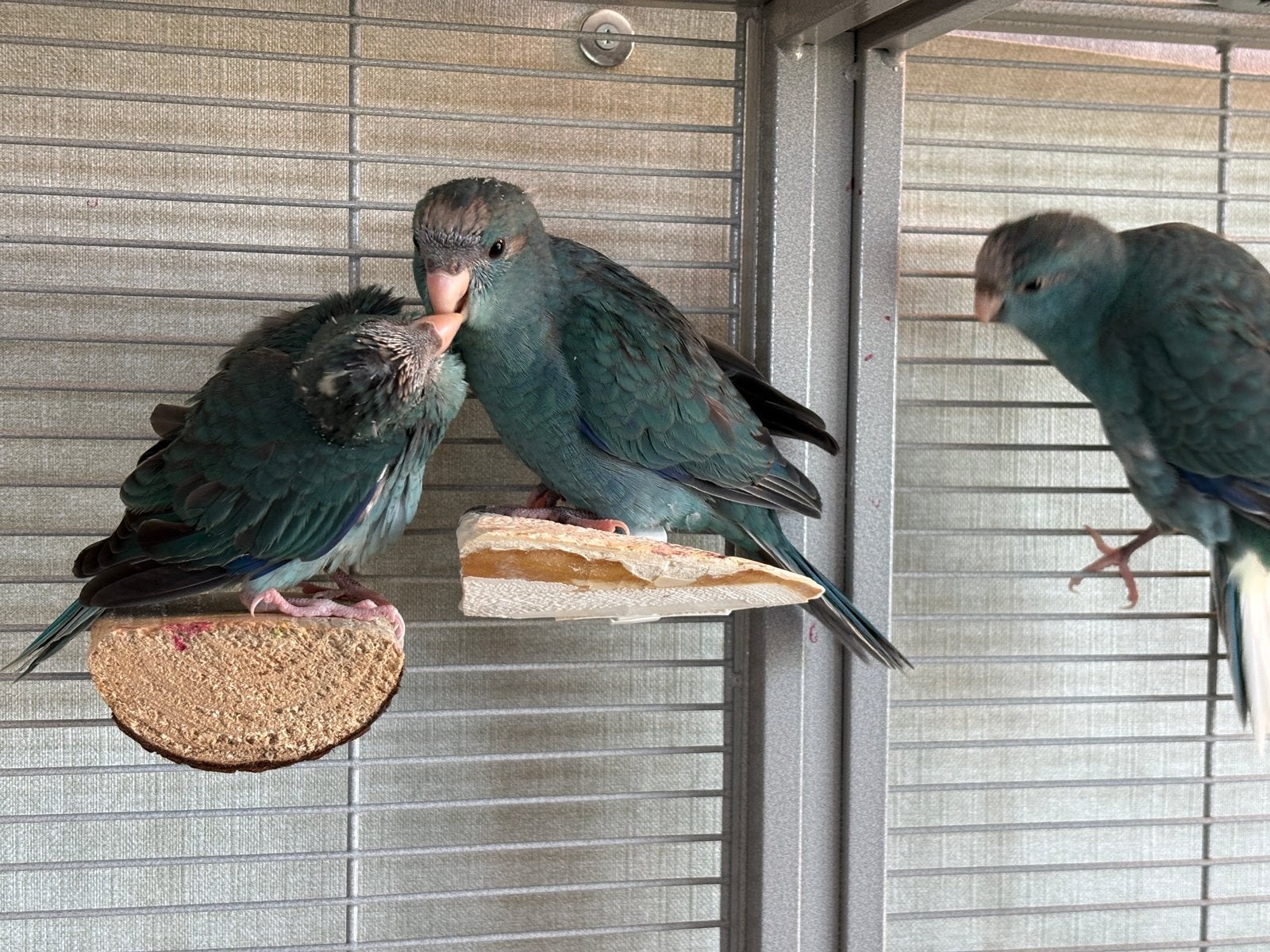 Beschikbaar 3 jonge kakariki’s, Meerdere dieren, Parkiet, Tam