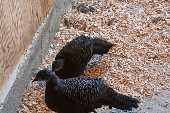 2-2 chinquis pauwfazant, Dieren en Toebehoren, Meerdere dieren, Overige soorten