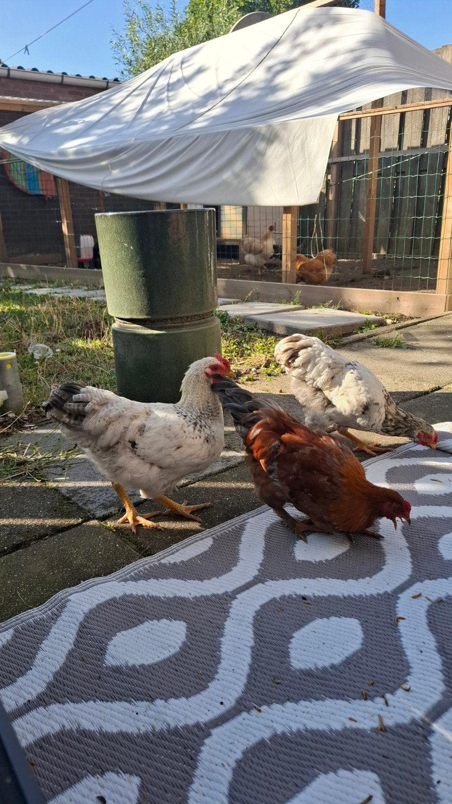 3 hanen, Mannelijk, Kip