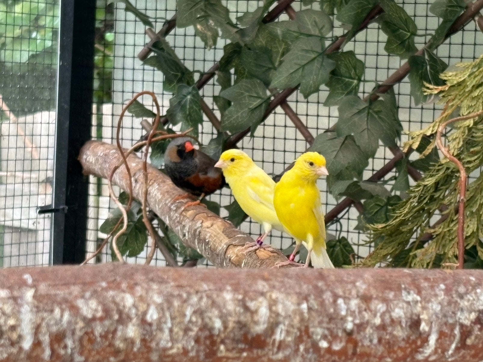 Koppel raza kanaries, Meerdere dieren, Kleurkanarie