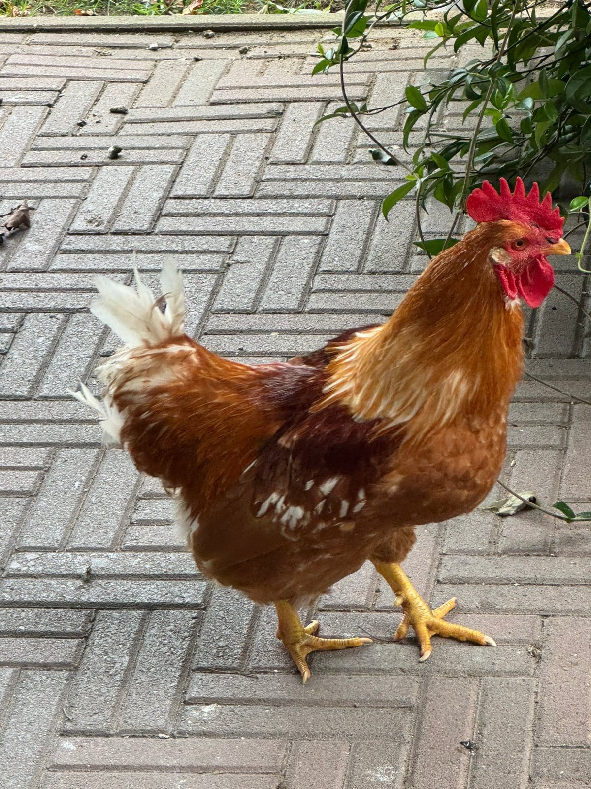Bruine Haan, gratis op te halen, Dieren en Toebehoren, Pluimvee, Mannelijk, Kip