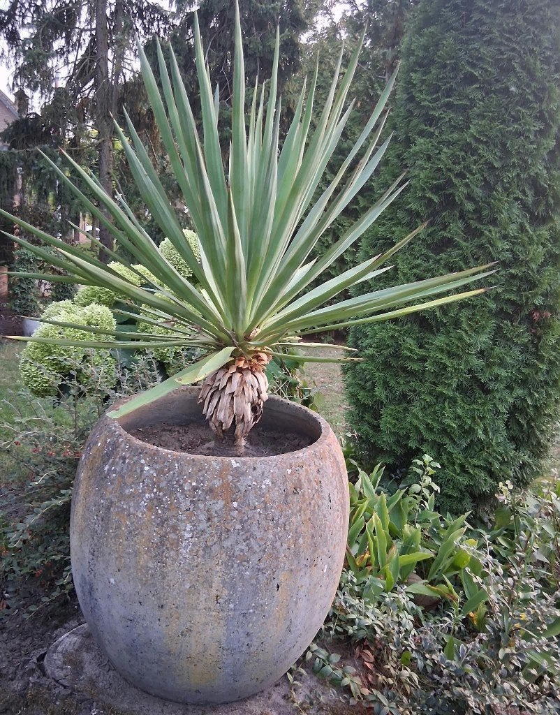 bloempot / beton, Ophalen, Gebruikt, 40 cm of meer, Rond