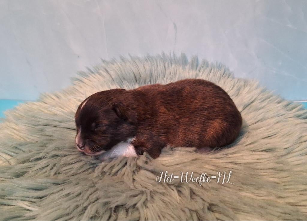 Pomsky F1b puppy 💙Nuts, 8 tot 15 weken, Eén hond, Nederland, Fokker | Hobbymatig