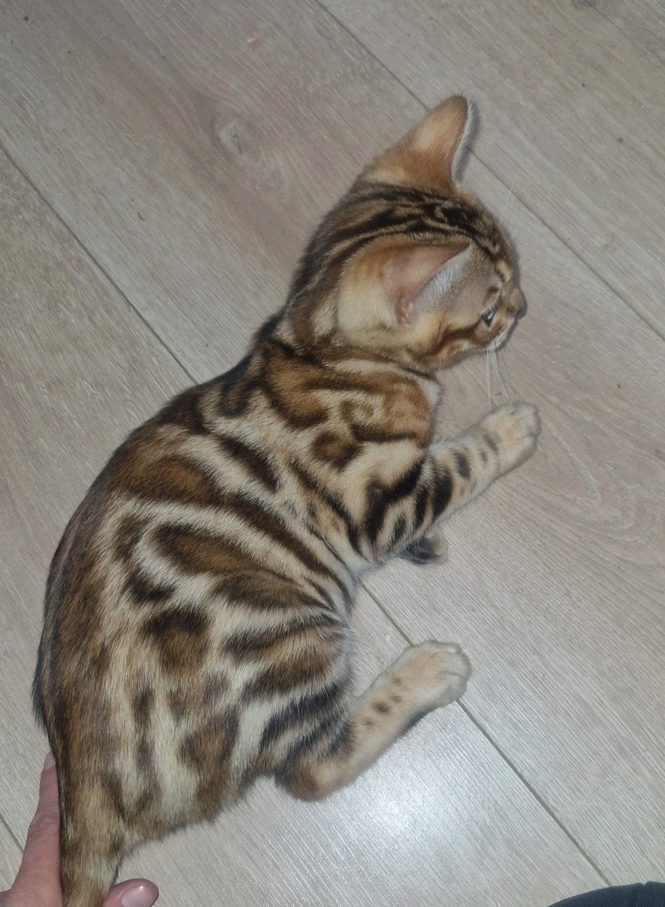 Brown tabby Bengaal mag direct verhuizen, Dieren en Toebehoren, Katten en Kittens | Raskatten | Korthaar, Poes, Gechipt