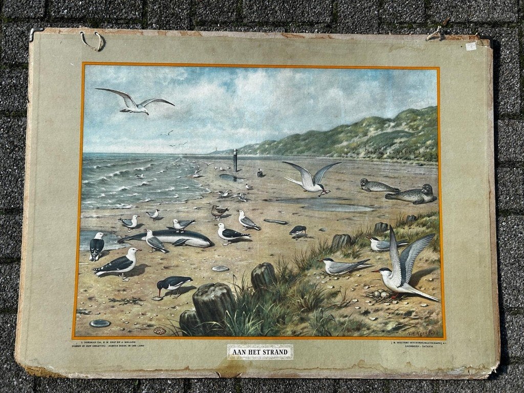 Aan het strand, Ophalen of Verzenden, Natuur en Biologie