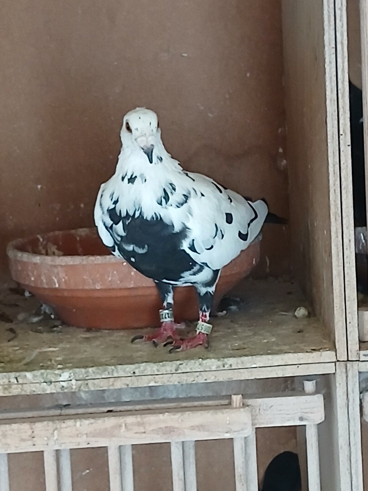 post duif scherens van gramberen x descheemaecker, Meerdere dieren, Overige soorten