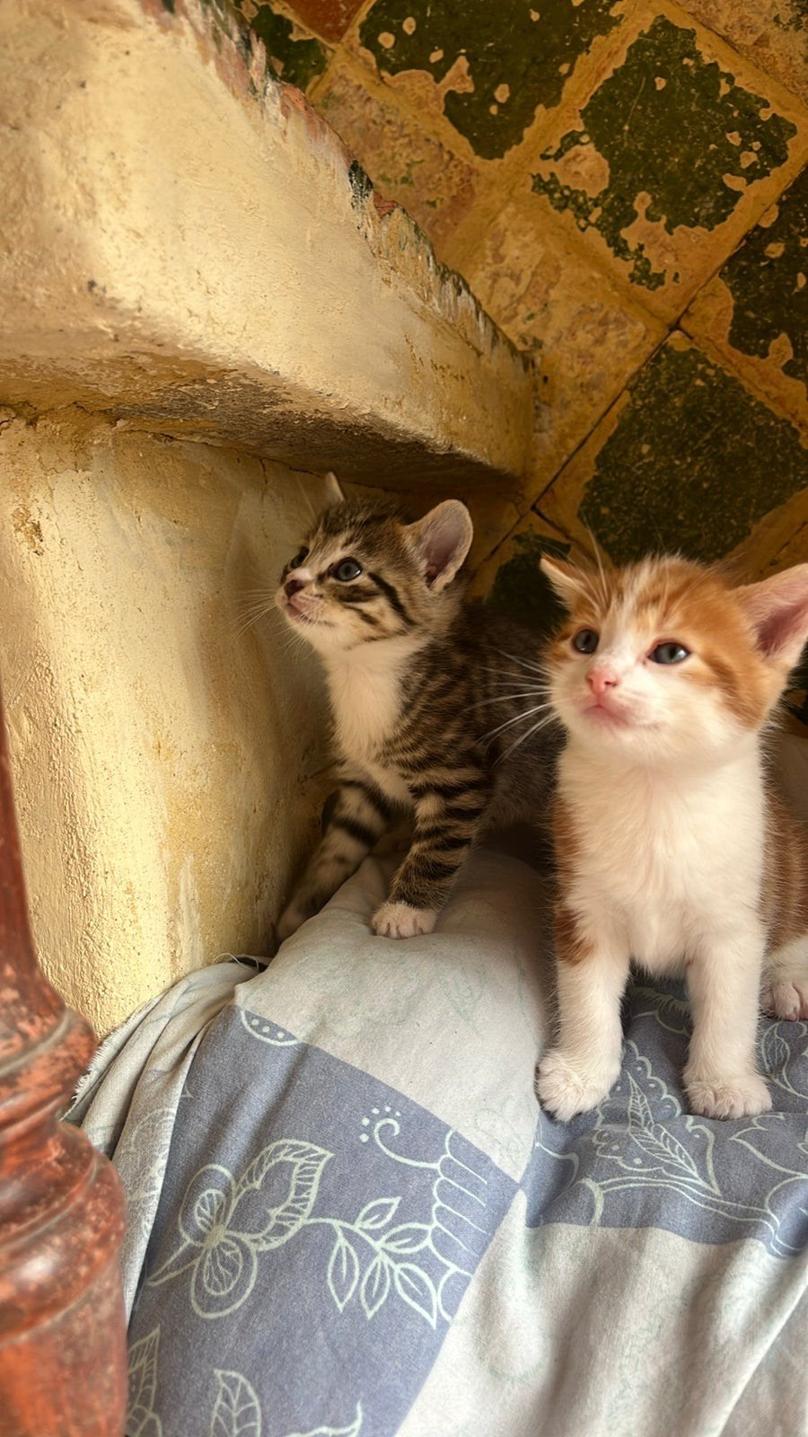 Nog 2 schattige kittens, Dieren en Toebehoren, Meerdere dieren, Kortharig, 0 tot 2 jaar