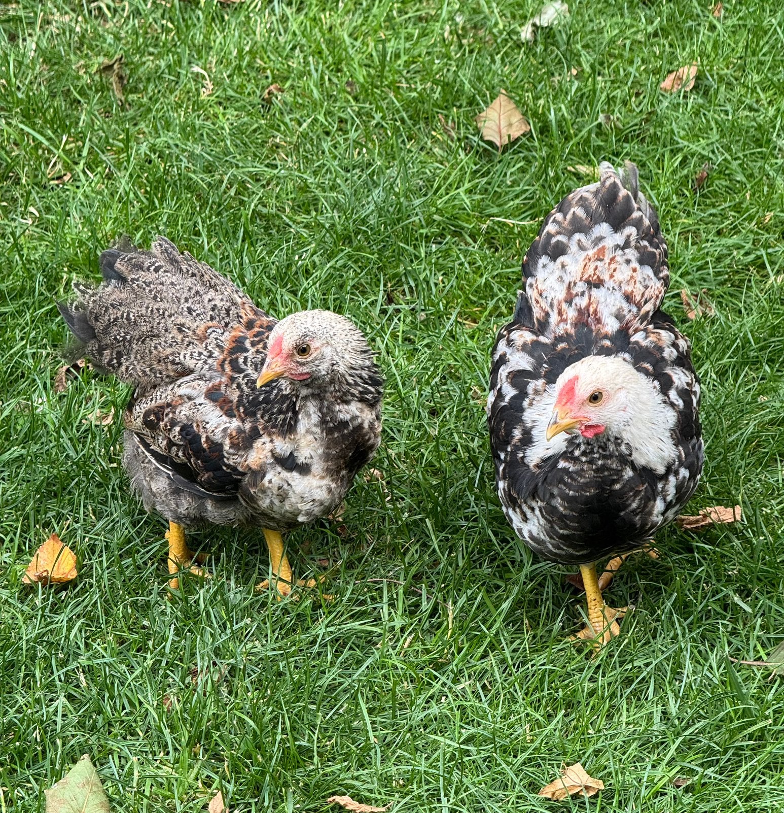 Wyandotte kriel hanen, Dieren en Toebehoren, Mannelijk, Kip