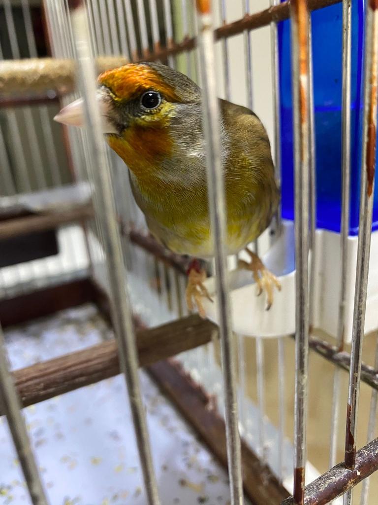 Bastaard vogel, Dieren en Toebehoren, Vogels | Kanaries, Mannelijk, Bastaard