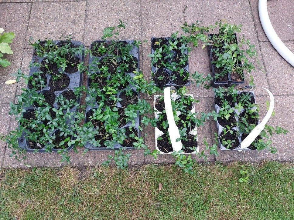 kleine maagden palm, Ophalen, Bodembedekkers, Vaste plant, Halfschaduw