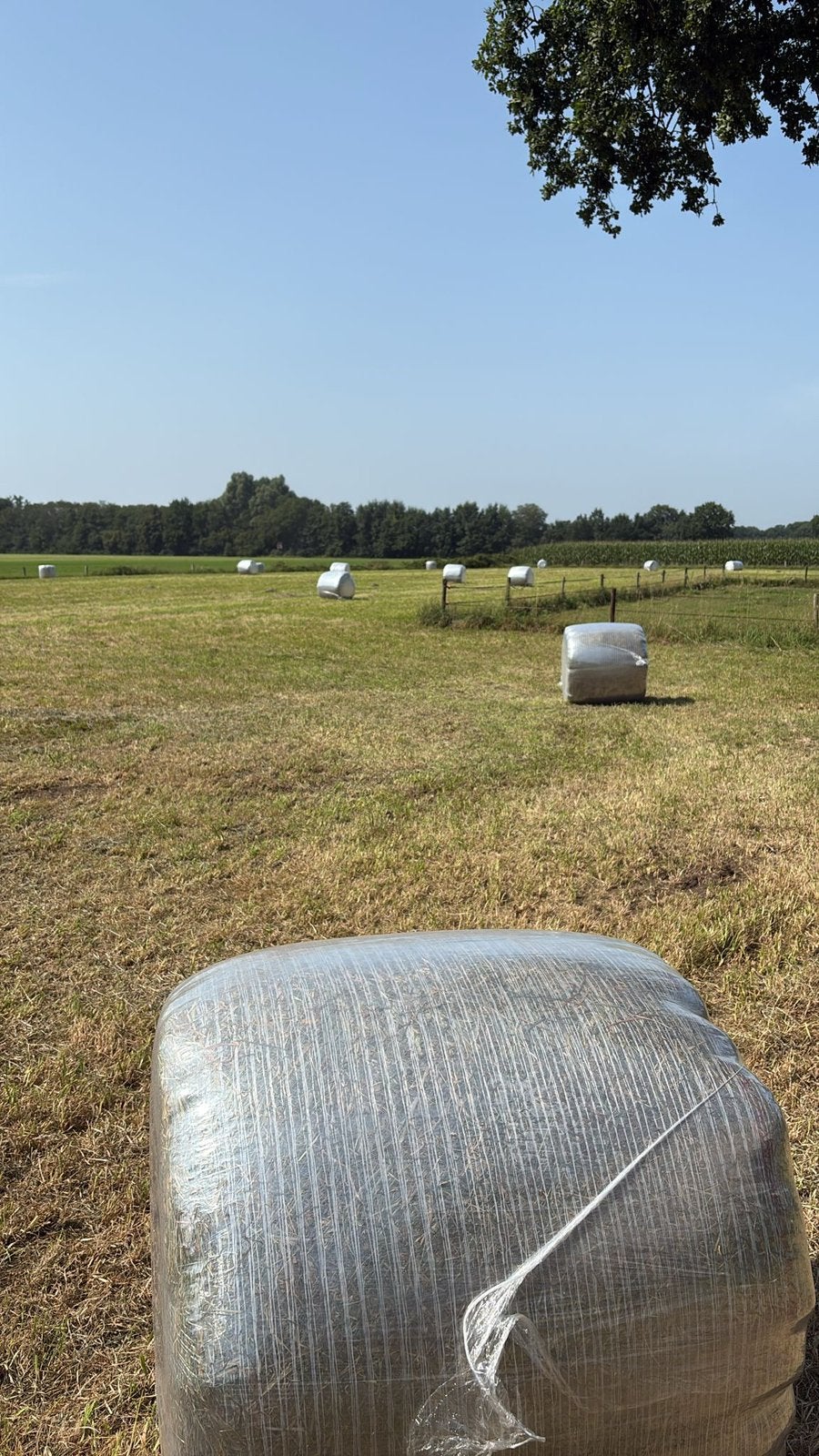 Midibalen hooi, Dieren en Toebehoren, Ophalen