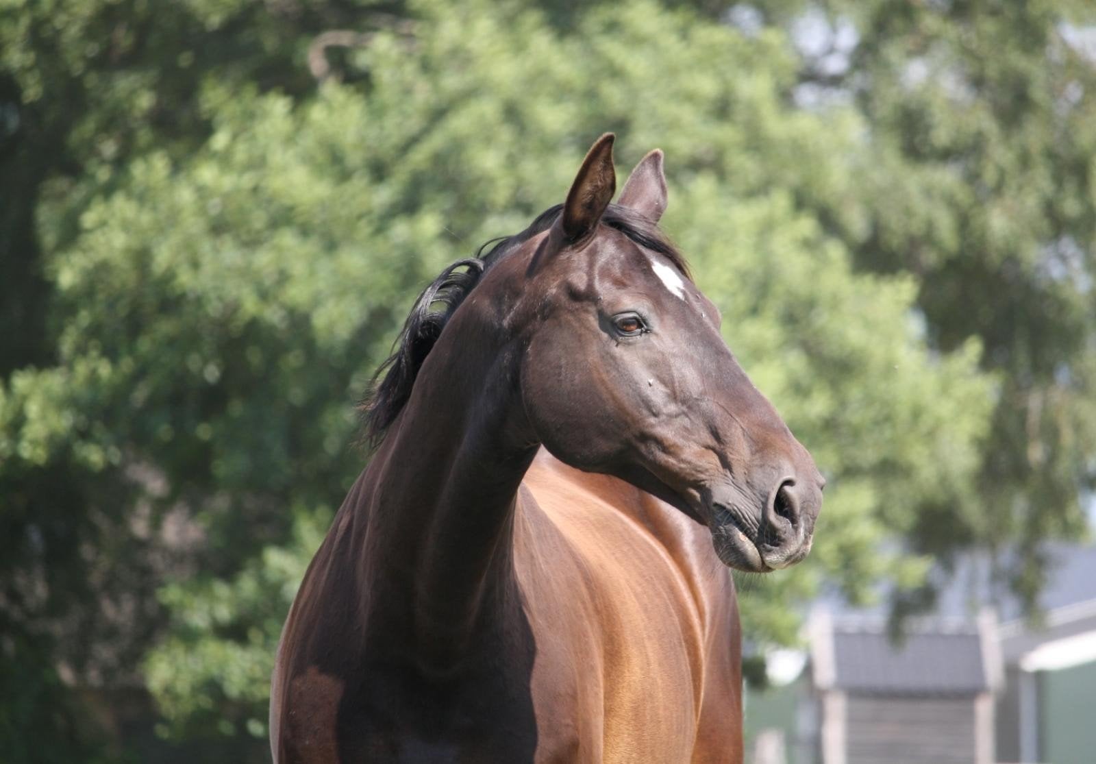 Recreatieve ruin 22 jaar, Dieren en Toebehoren, Paarden, Ruin, Recreatiepaard