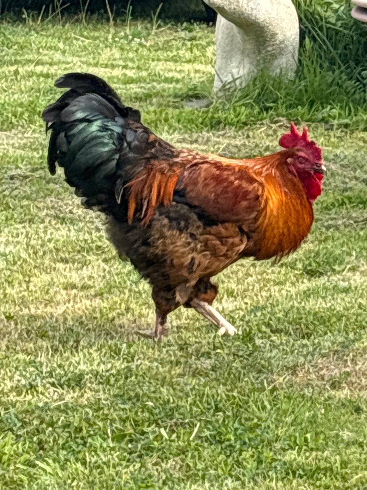 Marans haan, Dieren en Toebehoren, Pluimvee, Mannelijk, Kip
