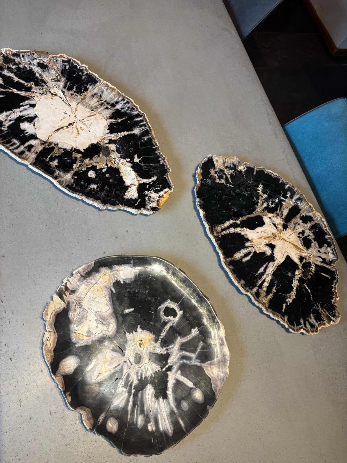 Versteend hout - Decoratieve schijven en boekensteunen, Ophalen, Fossiel