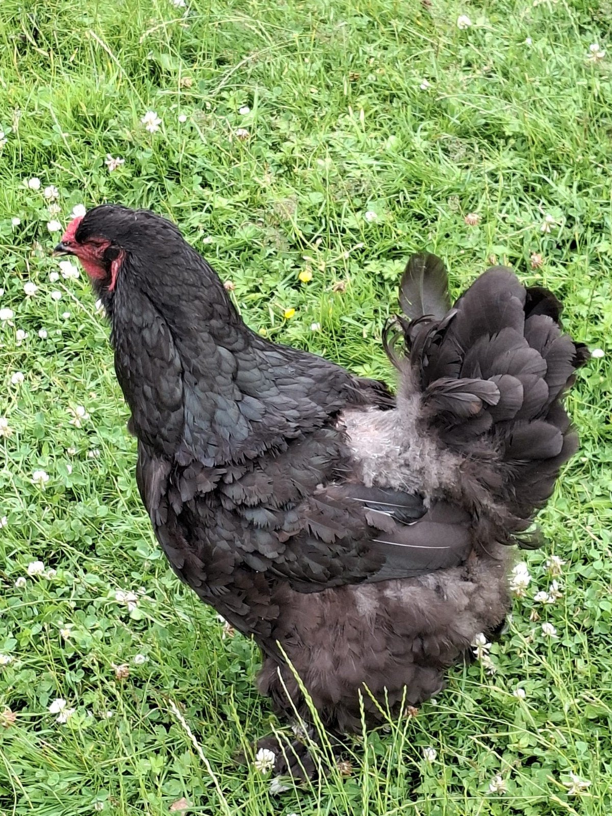 3 brahma kippen, Dieren en Toebehoren, Pluimvee, Vrouwelijk, Kip