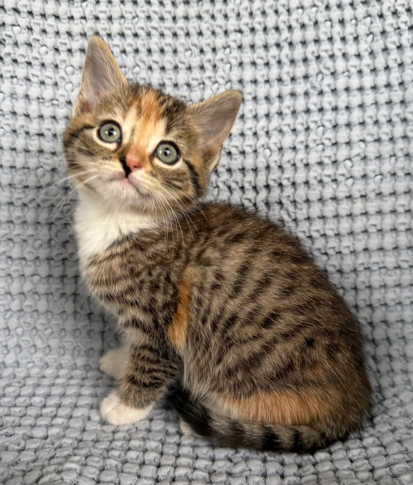 Gouden mandje gezocht voor deze kitten, Dieren en Toebehoren, Poes, Kortharig, 0 tot 2 jaar