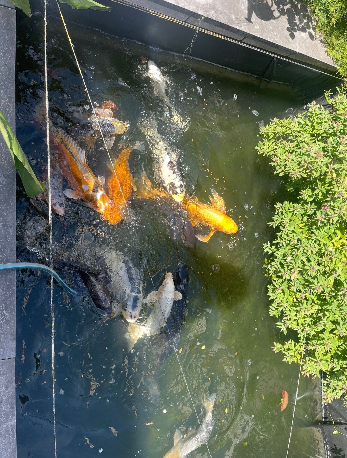 Koi karpers te koop - in één keer weg!!, Dieren en Toebehoren, Vissen | Vijvervissen, Karper of Koi