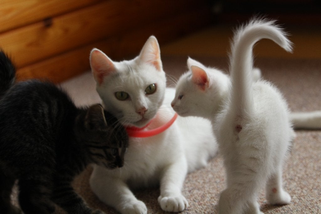Lieve kittens zoeken een warm thuis, Meerdere dieren, 0 tot 2 jaar