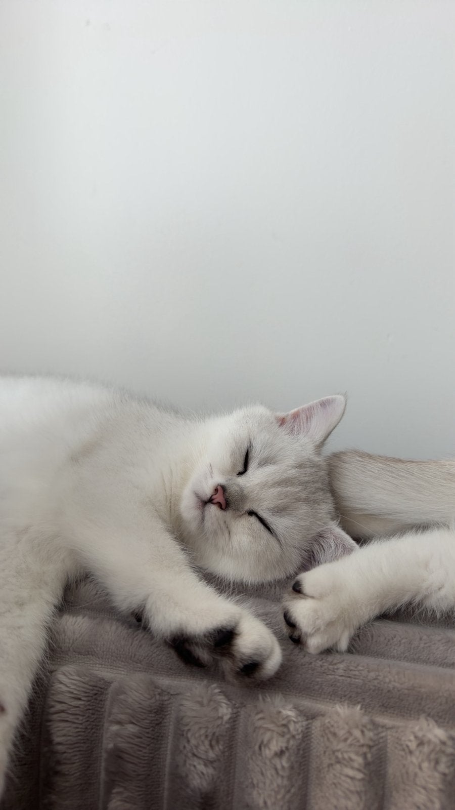Scottisch straight (BELGIE), Dieren en Toebehoren, Poes