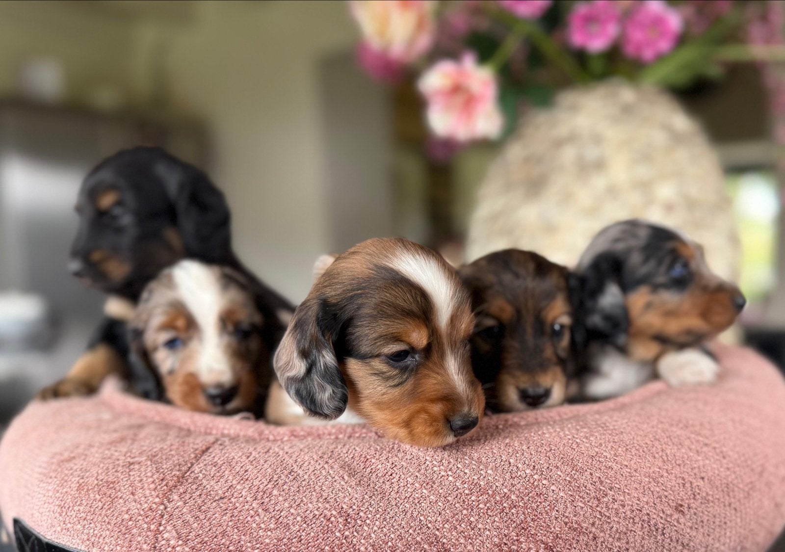 Hele mooie teckel pups, Standaard, 8 tot 15 weken, Langhaar, Meerdere