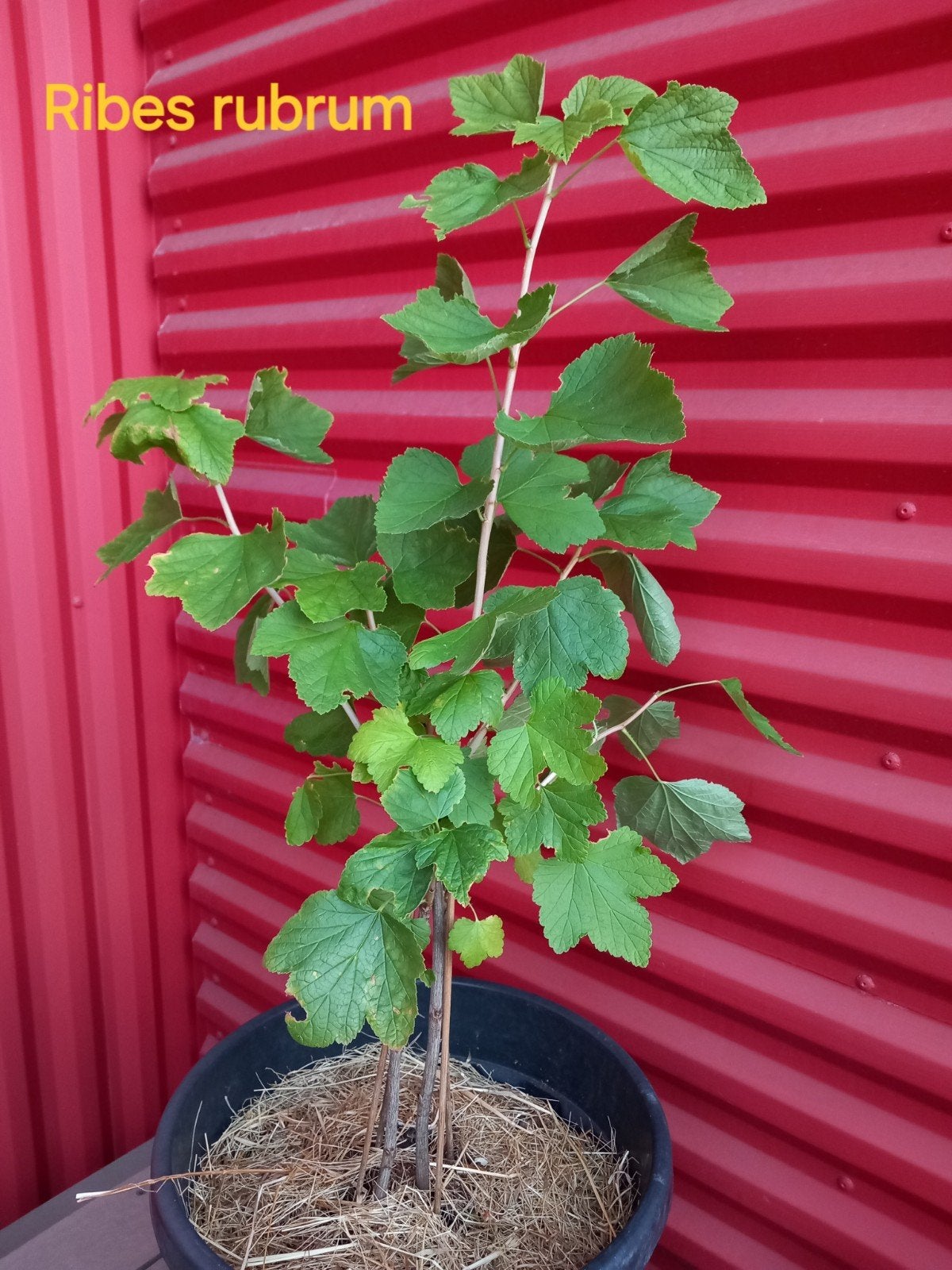 Biologische Rode Aalbes Struik - EXCLUSIEF POT, Ophalen, Minder dan 100 cm, Lente, Overige soorten
