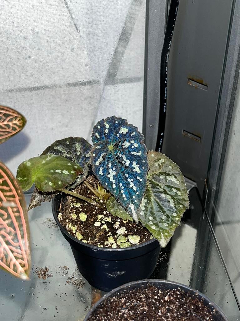 Begonia aff. Aiensis, Overige soorten, In pot, Minder dan 100 cm, Bloeiende kamerplant