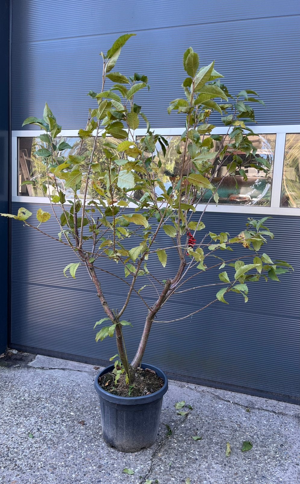 Prunus a. Plena meerstammig witte sierkers, Tuin en Terras, Overige soorten, Lente, Ophalen, Volle zon