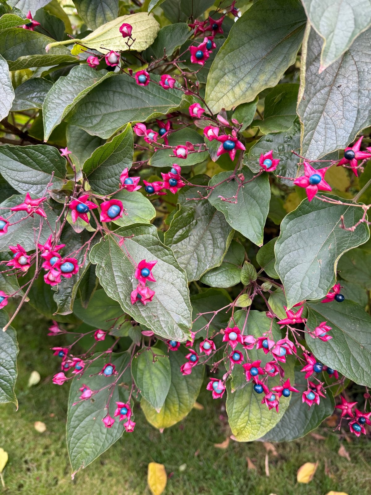 Pindakaasboom (Clerodendrum Trichotomum) - Blikvanger, Herfst, Overige soorten, 100 tot 250 cm, Ophalen