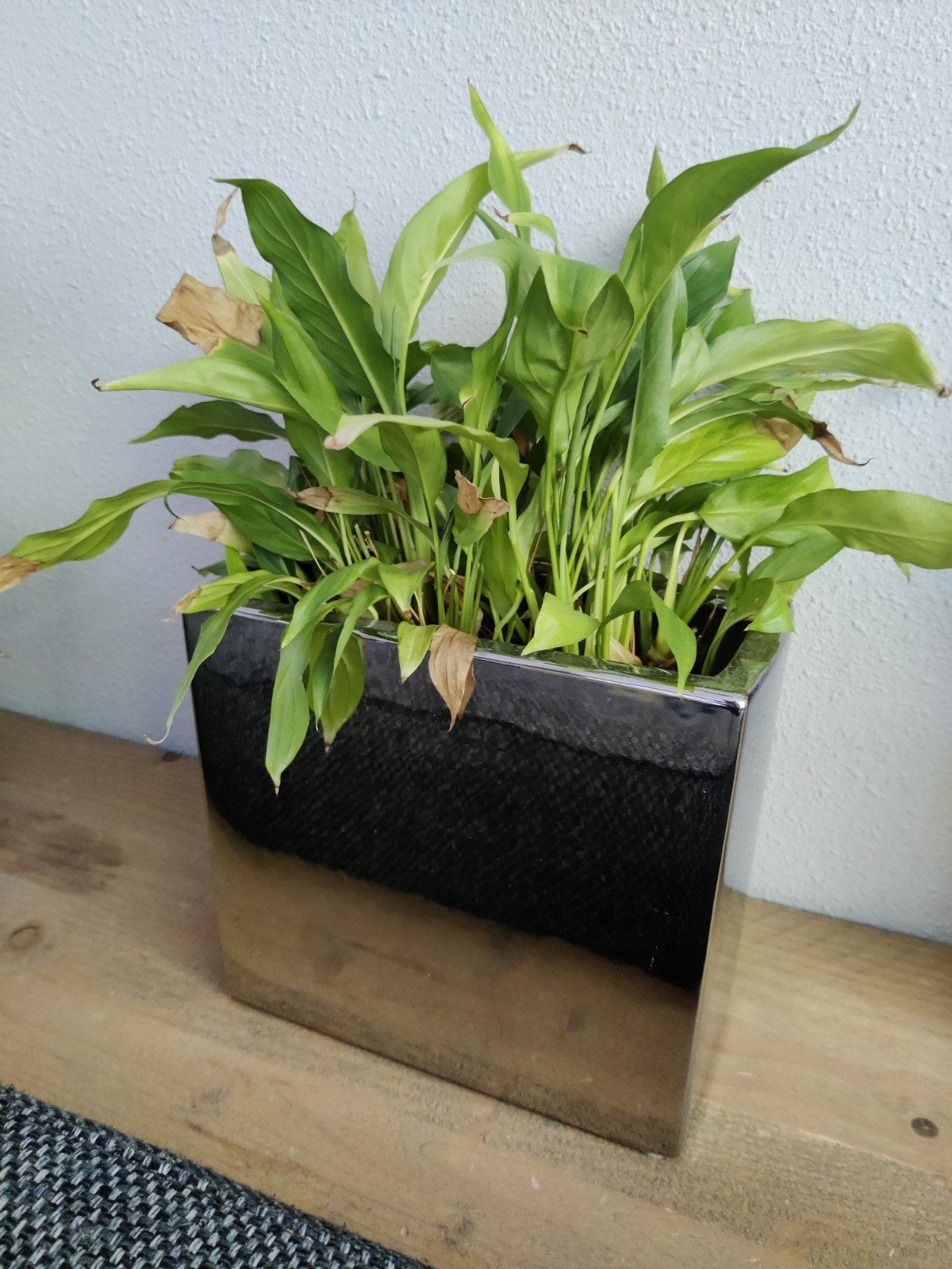 Plant in pot 🪴 GRATIS 🪴, Ophalen, Overige materialen, Minder dan 30 cm, Zo goed als nieuw