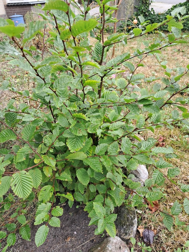 Beuken haag struik., Tuin en Terras, Ophalen, Beukenhaag, Struik, Minder dan 100 cm