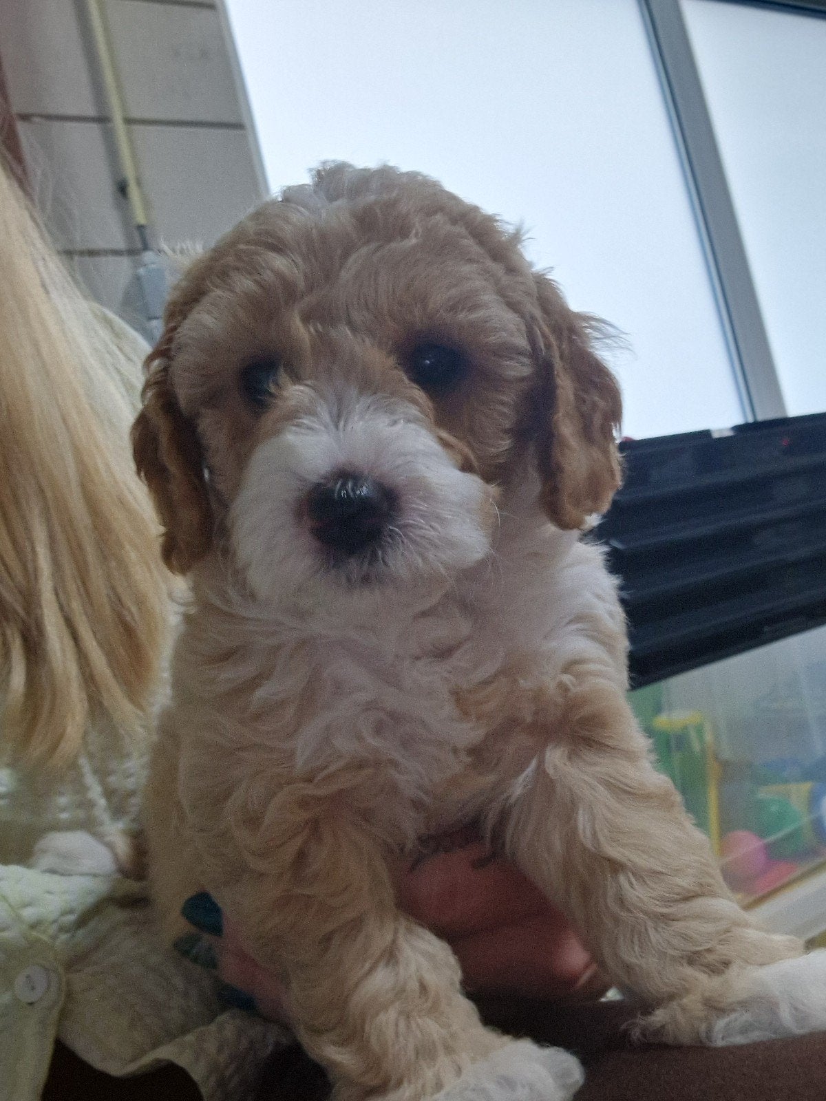 Mini Labradoodle pups, Dieren en Toebehoren, 1 tot 2 jaar, Meerdere, Meerdere dieren, Nederland