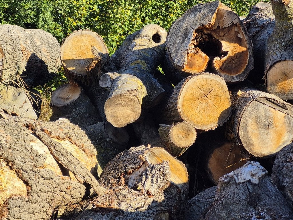 Brandhout te koop, 6 m³ of meer, Ophalen, Overige houtsoorten, Stammen